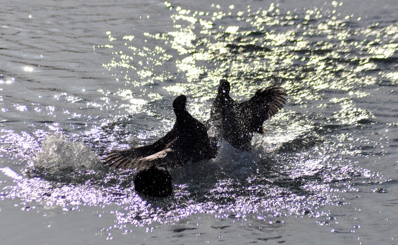 Fulica atra in baruffa